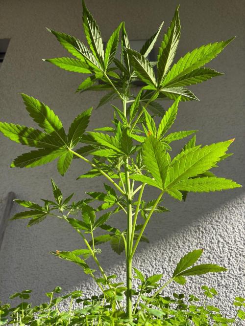 Papaya Cookies Auto. Week 4