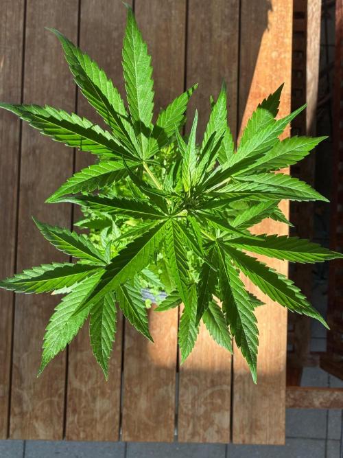Papaya Cookies Auto. Week 4