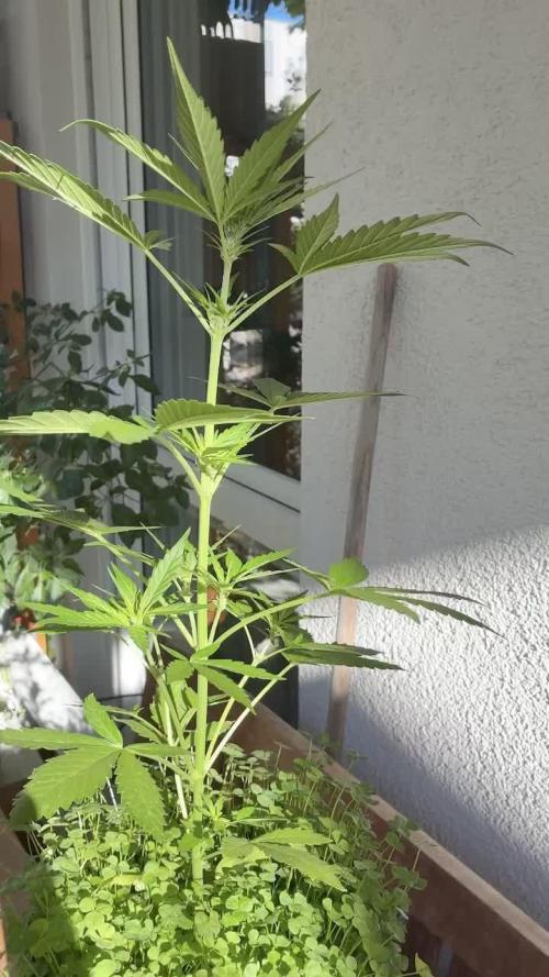 Papaya Cookies Auto