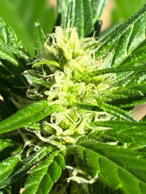 Papaya Cookies Auto. Week 5