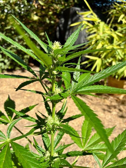 Papaya Cookies Auto. Week 5