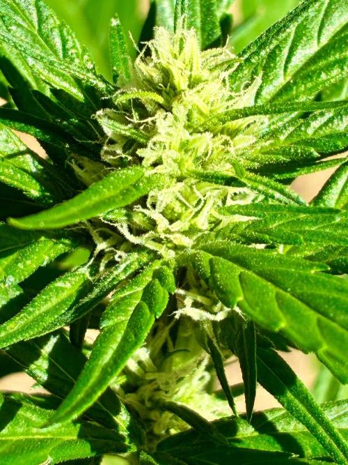 Papaya Cookies Auto. Week 5