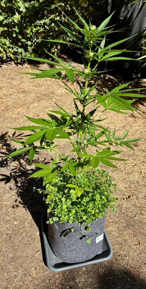 Papaya Cookies Auto. Week 5