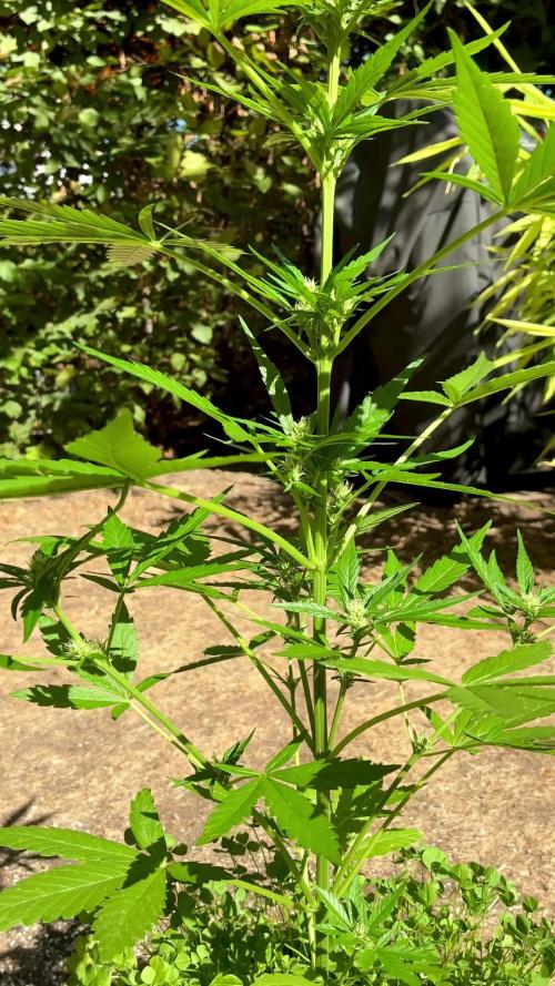 Papaya Cookies Auto