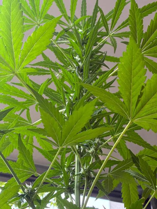 Papaya Cookies Auto. Week 6