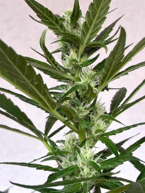Papaya Cookies Auto. Week 6