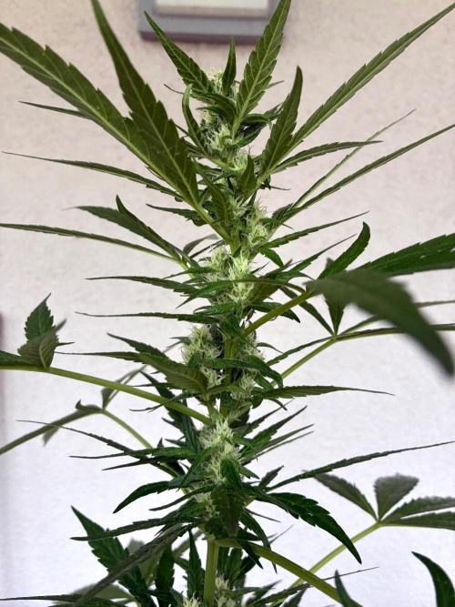 Papaya Cookies Auto. Week 6