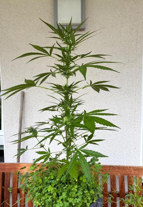Papaya Cookies Auto. Week 6