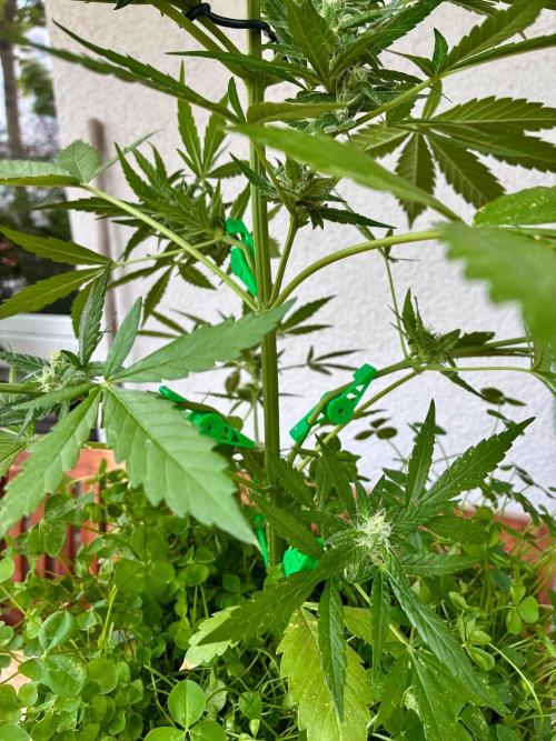 Papaya Cookies Auto. Week 7