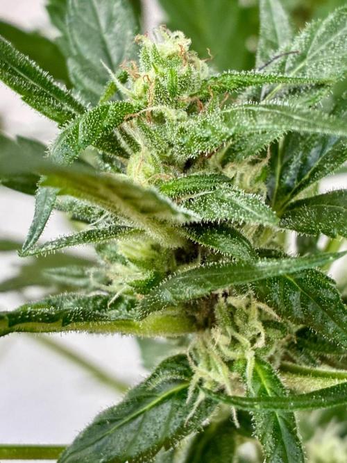 Papaya Cookies Auto. Week 7