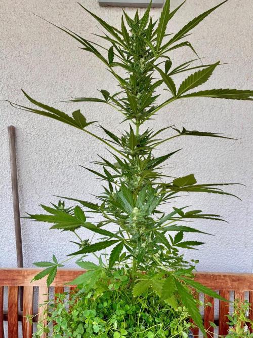 Papaya Cookies Auto. Week 7