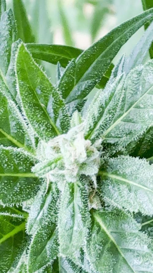Papaya Cookies Auto