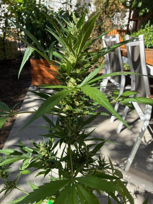 Papaya Cookies Auto. Week 8