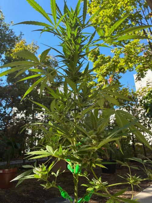 Papaya Cookies Auto. Week 8