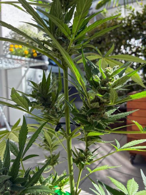 Papaya Cookies Auto. Week 8