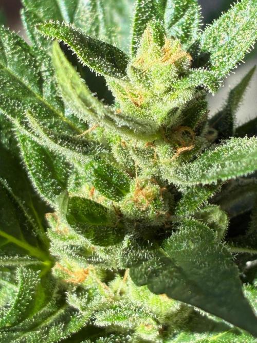 Papaya Cookies Auto. Week 8