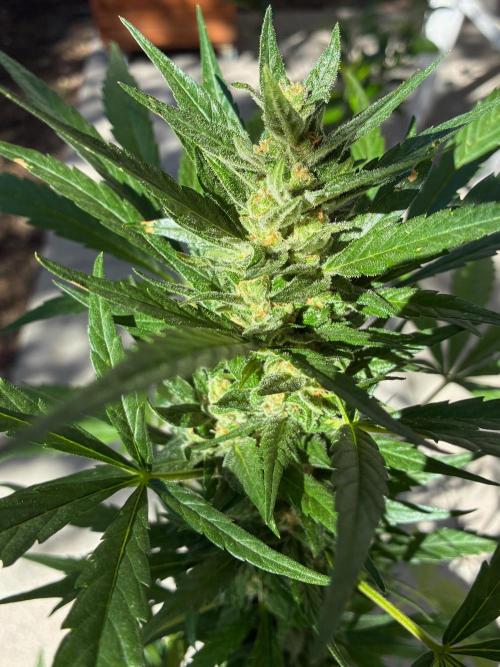 Papaya Cookies Auto. Week 8