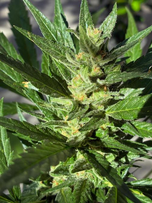 Papaya Cookies Auto. Week 8