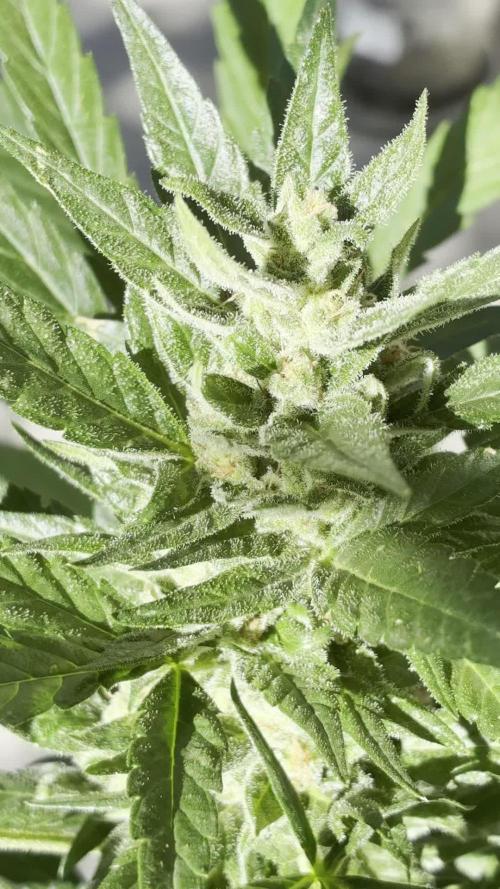 Papaya Cookies Auto