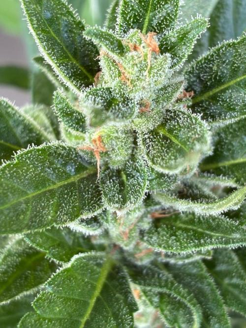 Papaya Cookies Auto. Week 9