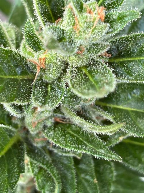 Papaya Cookies Auto. Week 9