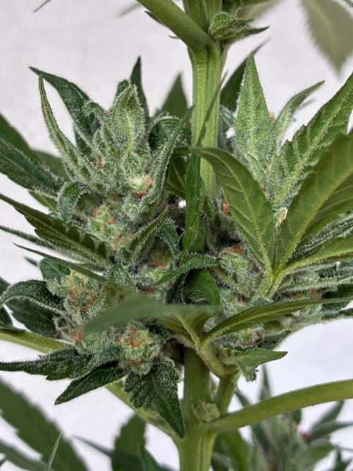 Papaya Cookies Auto. Week 9