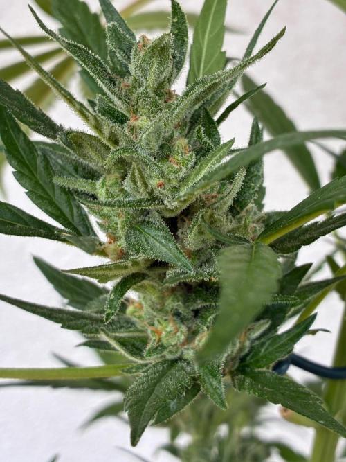 Papaya Cookies Auto. Week 9