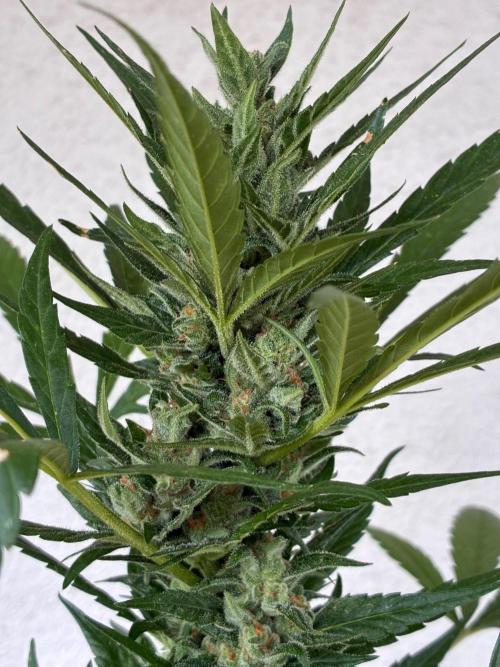 Papaya Cookies Auto. Week 9