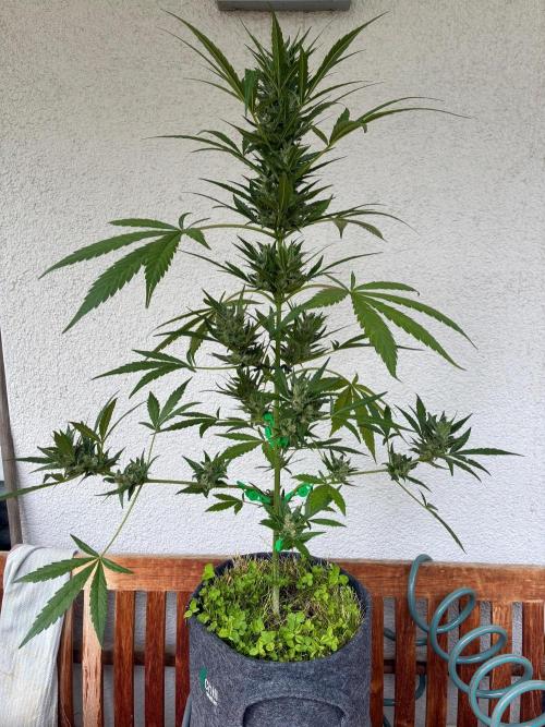 Papaya Cookies Auto. Week 9