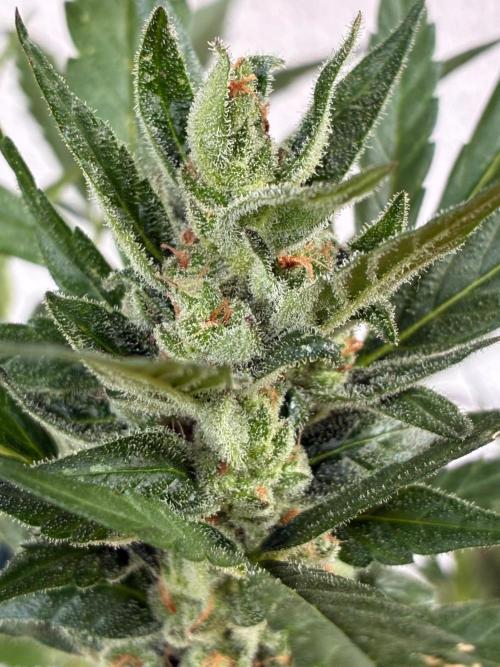 Papaya Cookies Auto. Week 10