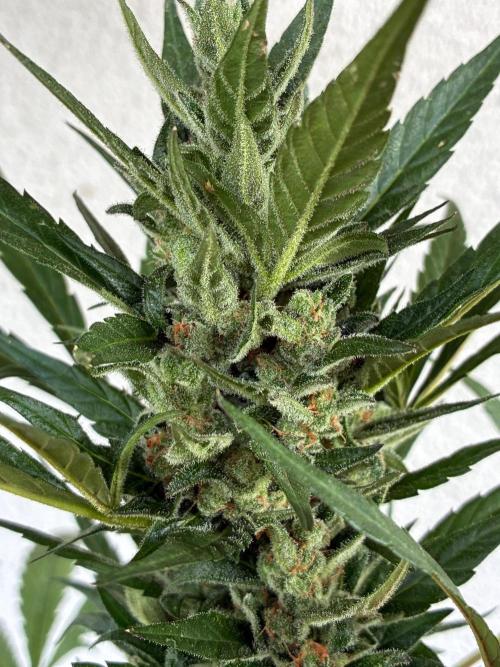 Papaya Cookies Auto. Week 10