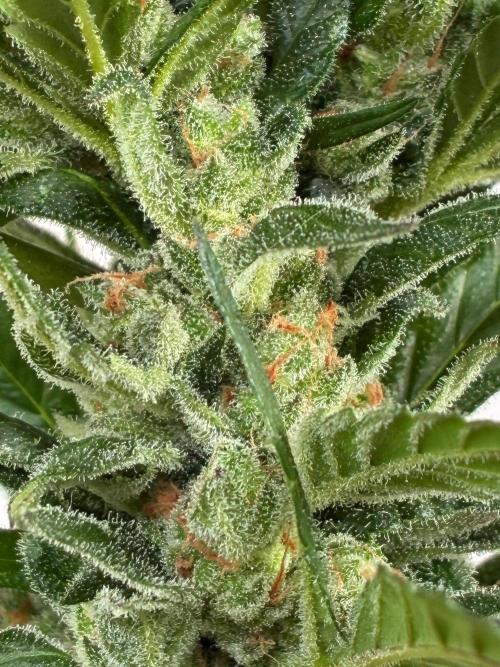 Papaya Cookies Auto. Week 10