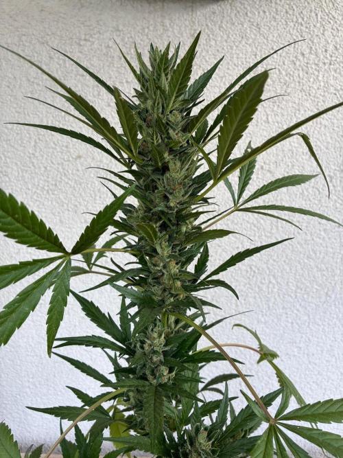 Papaya Cookies Auto. Week 10