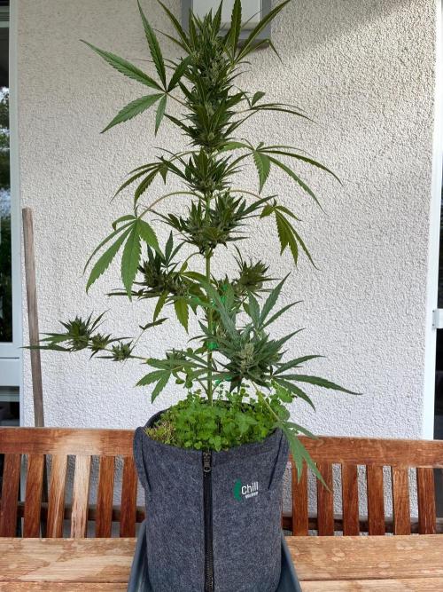 Papaya Cookies Auto. Week 10