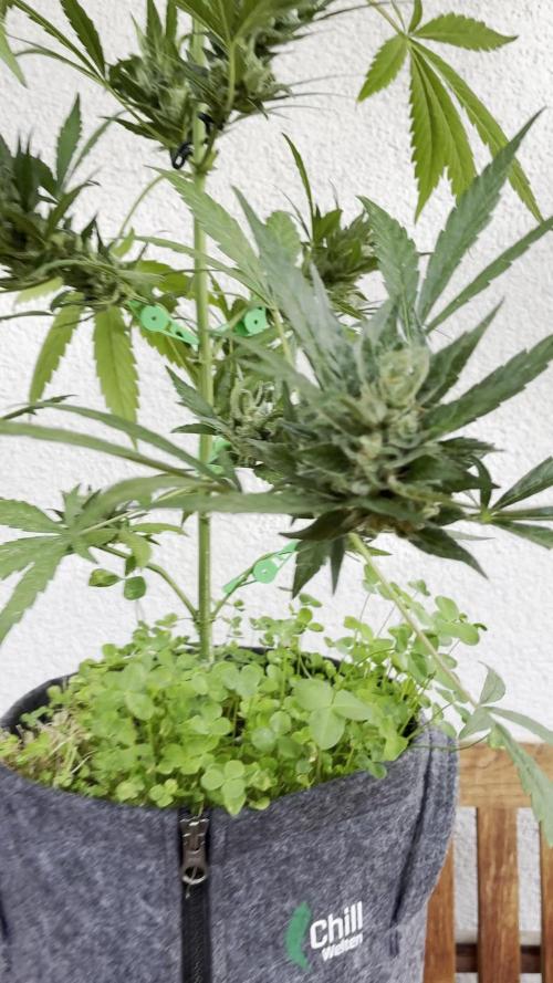 Papaya Cookies Auto