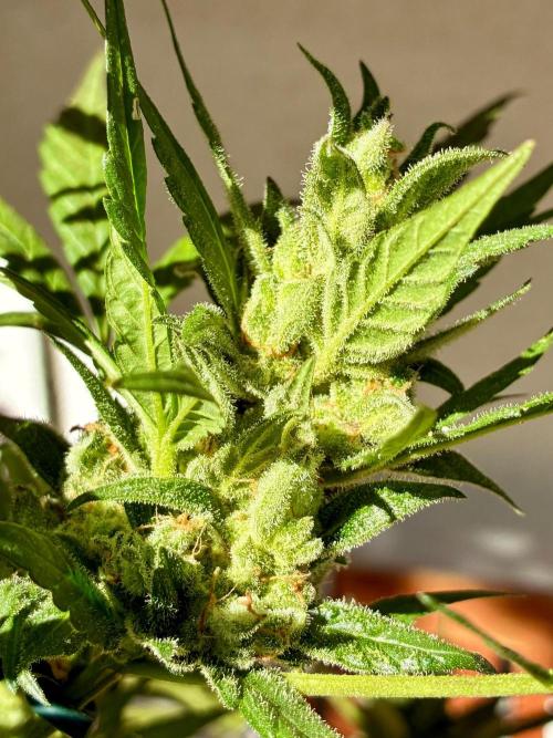 Papaya Cookies Auto. Week 11
