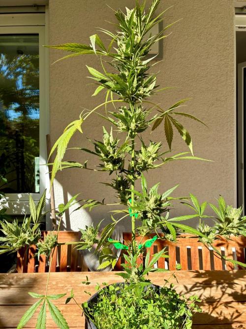 Papaya Cookies Auto. Week 11