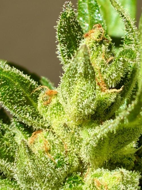 Papaya Cookies Auto. Week 11