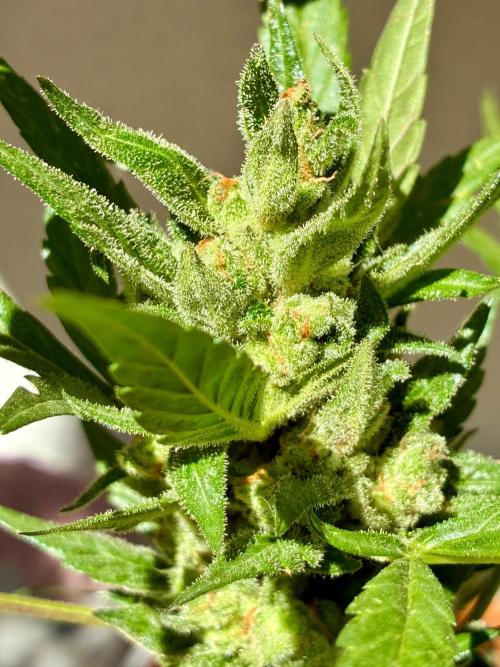 Papaya Cookies Auto. Week 11
