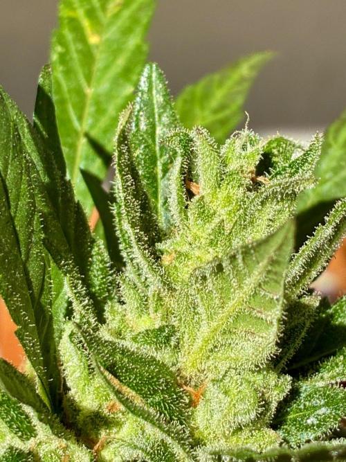 Papaya Cookies Auto. Week 11