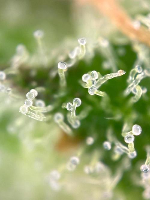 Papaya Cookies Auto. Week 11