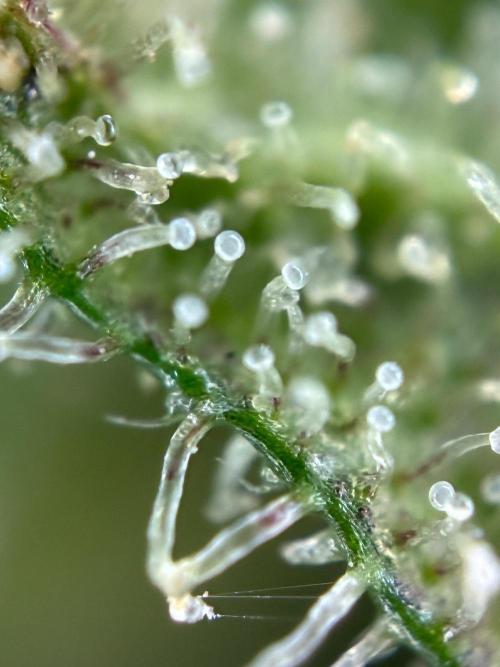 Papaya Cookies Auto. Week 11