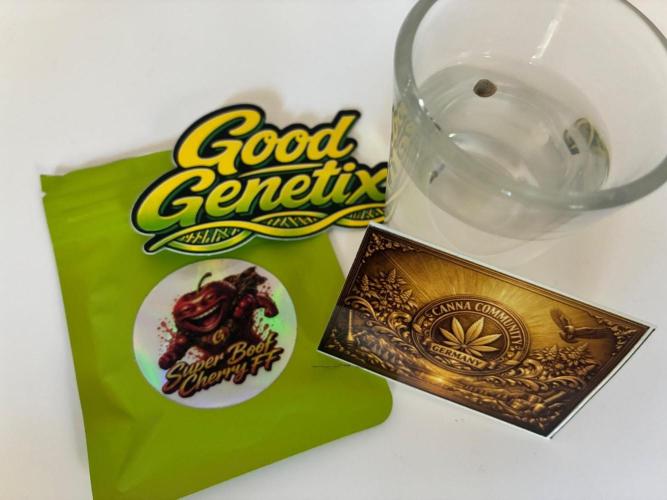Super Boof Cherry FF - Good Genetix. Week 0