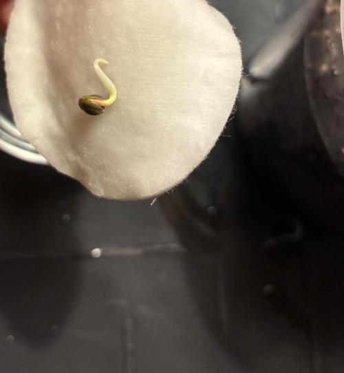 Super Boof Cherry FF - Good Genetix. Week 0