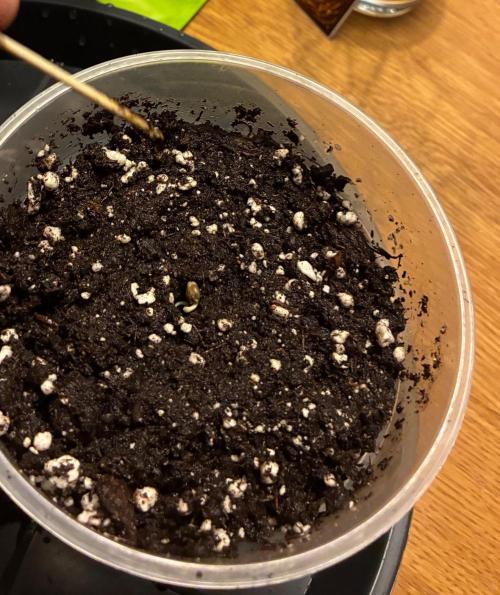 Super Boof Cherry FF - Good Genetix. Week 0