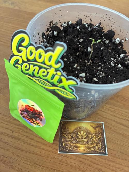 Super Boof Cherry FF - Good Genetix. Week 0