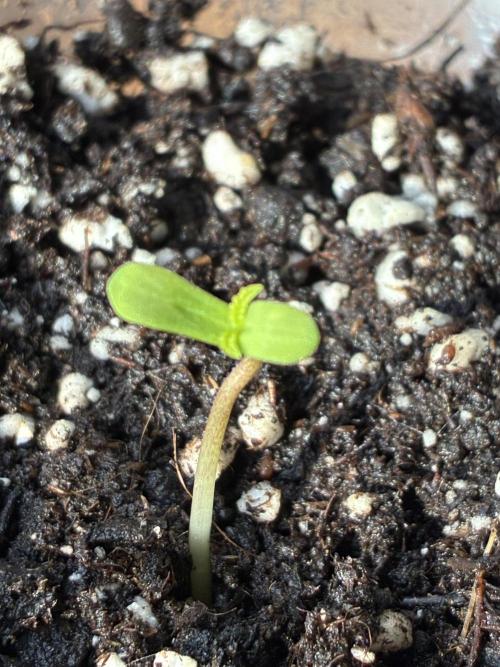 Super Boof Cherry FF - Good Genetix. Week 0