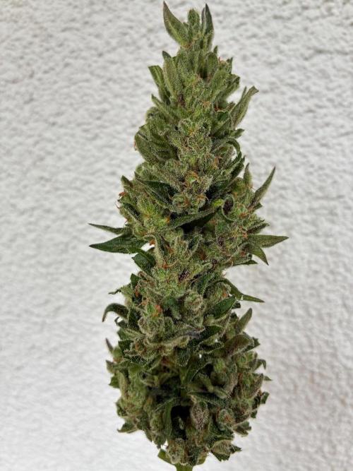 Papaya Cookies Auto. Week 12