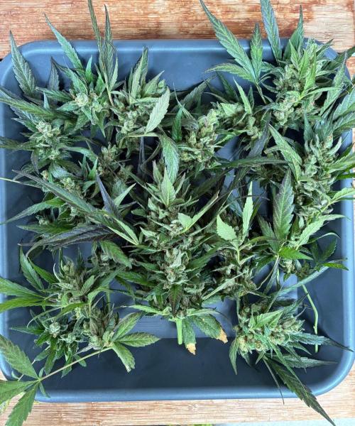 Papaya Cookies Auto. Week 12