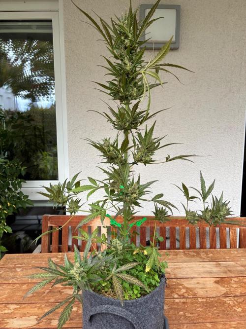 Papaya Cookies Auto. Week 12
